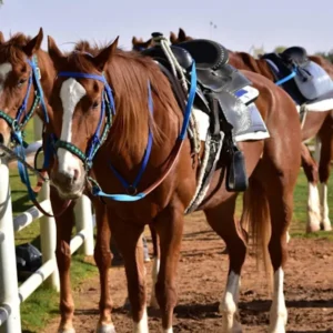 سفاري على ظهر الخيل: تجربة مذهلة في حديقة نوفا البرية